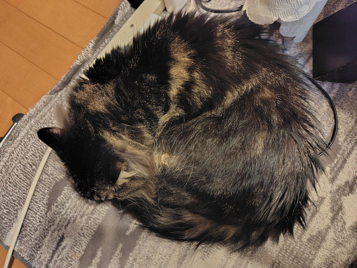 baruo_z32's tweet photo. 本日のななみん
久々に見たアンモニャイト
少しづつ季節が秋に進んでるのかな？
#猫バカ
#保護猫と暮らす
#保護猫を家族に
#神奈川県動物愛護センター https://t.co/cwWnaBoa4p
