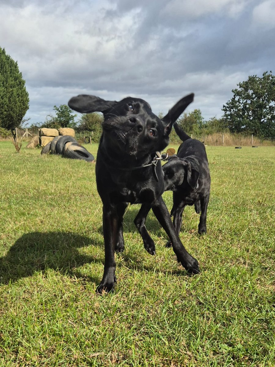 francewitch's tweet photo. A VERY GOODNIGHT EVERYONE 😴... I hope you've had (or will have) a good day. Here's beloved Arthur posing up a storm again. I think Paul (his walker) should take up professional dog 🐕 photography,  the most amazing shots!! 
#dogsofx ##dogsoftwitter #labrador #walkies @dogcelebration