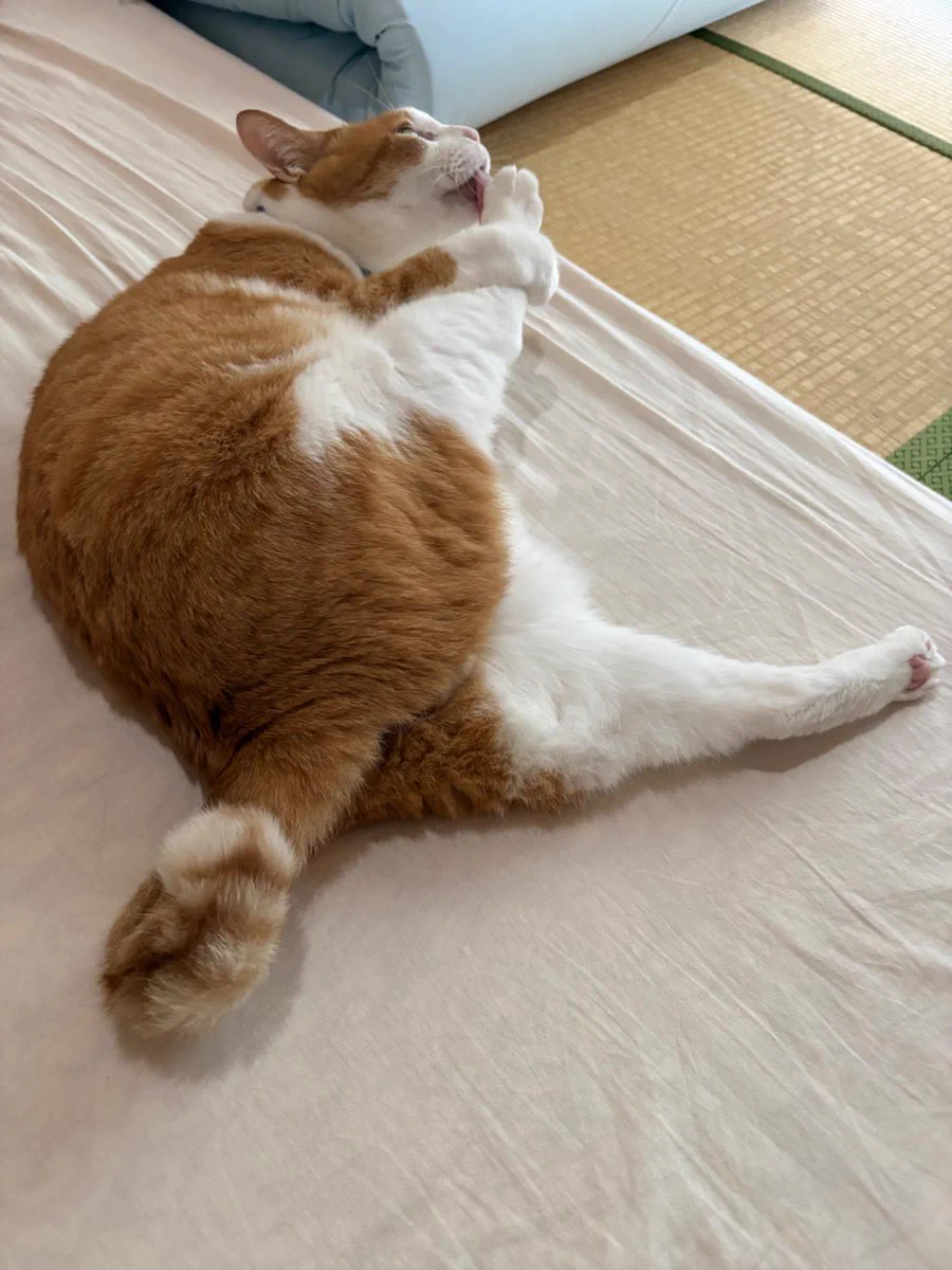 ネコかタチ