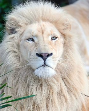 TheLionPage's tweet photo. The Lion doesn't concern himself with the tiny household cats https://t.co/MakEs7mlNw