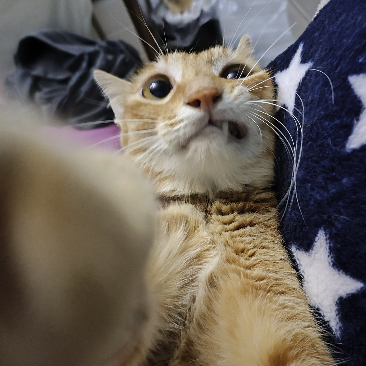 EljayAyoub1's tweet photo. Had a tough day but laughed at a silly cat video just now—small wins hit different! https://t.co/CeoXKWvlGp