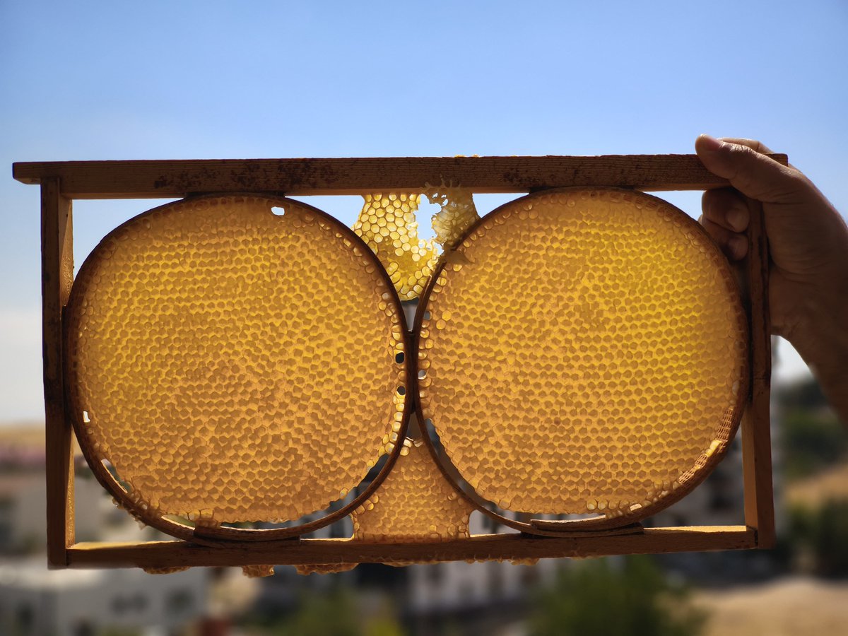 Adalet_751's tweet photo. Altın sarısı yayla çiçek balımız Süphan Dağının bağrında olgunlaştı... 🍯🐝😋 https://t.co/qg7skHpS77