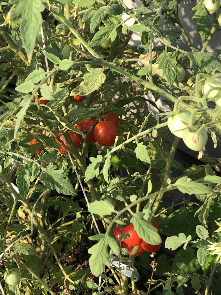 FJcATkTpnNAWGlw's tweet photo. おは菜園（☀️）

みなさま今日もよろしくおねがいします😊
ゆるふぁいゆるふぁい🍅🍠

ミニトマトの収穫が始まります🍅 https://t.co/cLgsgNjInP