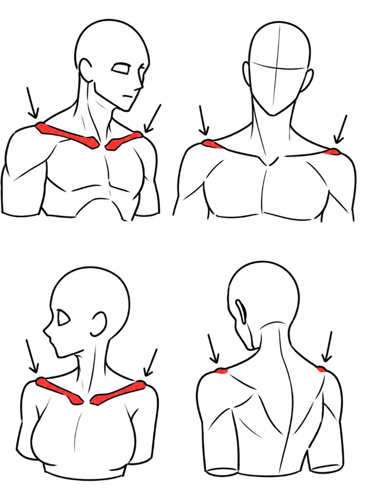 pietrobaudin's tweet photo. Save this collarbone anatomy guide! 📌 https://t.co/kYDf5jG2qc