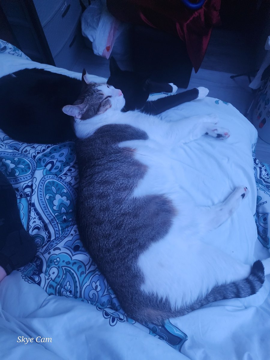 JeraldineLvi's tweet photo. Does anyone else give their pets ridiculous nicknames? Mine respond to everything from “fluff nuggets” to “tiny gremlins”—and somehow know exactly who I mean. Home is wherever the love is. https://t.co/R9Kqqhi9A0
