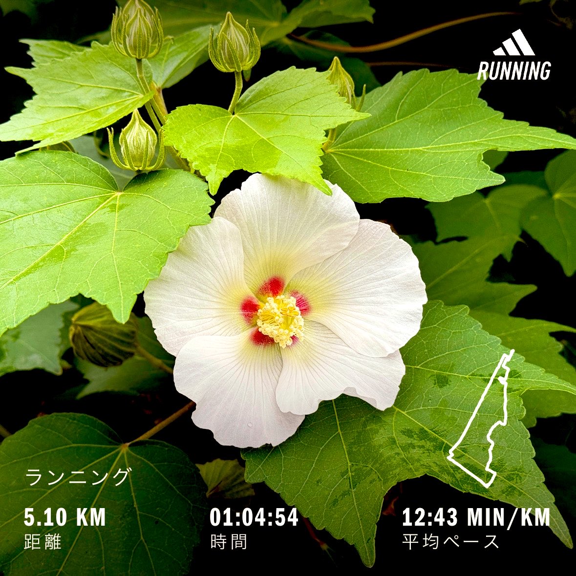 Motakn7's tweet photo. 今日の朝ラン。
ゆるりと走ってきました。

Morning run today. 
I went for an easy jog.

#朝ラン #ランニング #running https://t.co/hhhFKbA45o