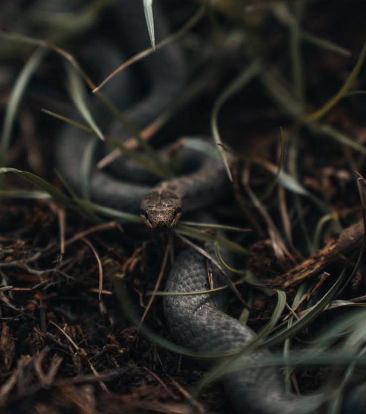 WolfThruTheLens's tweet photo. Forest. Paw Prints. Snake. Rain. https://t.co/nDcfZyWxJj