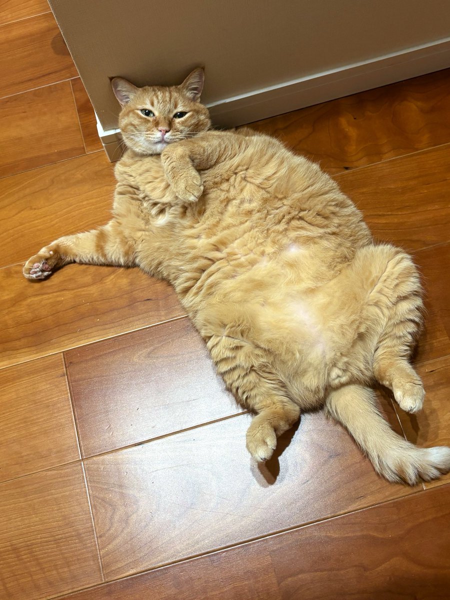 kagisuzu0531's tweet photo. 仕事に行く前の飼い主に
なんて格好を見せやがるんだ https://t.co/4ZhXpwg89l
