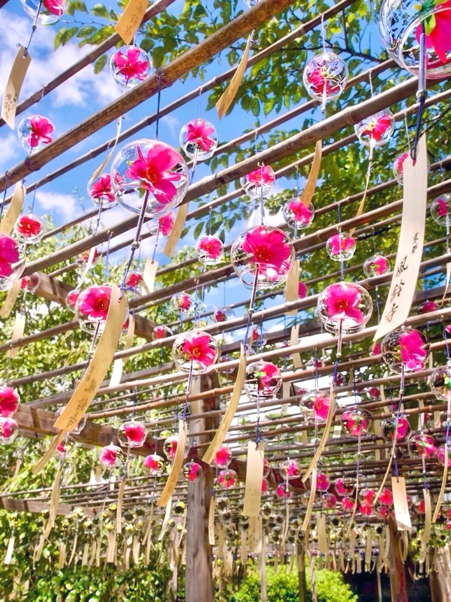 azukimochi_room's tweet photo. 秋の風を運ぶコスモス風鈴🌸🎐*:･ﾟ

京都の風鈴寺  正寿院 https://t.co/PyOc8sVpaE