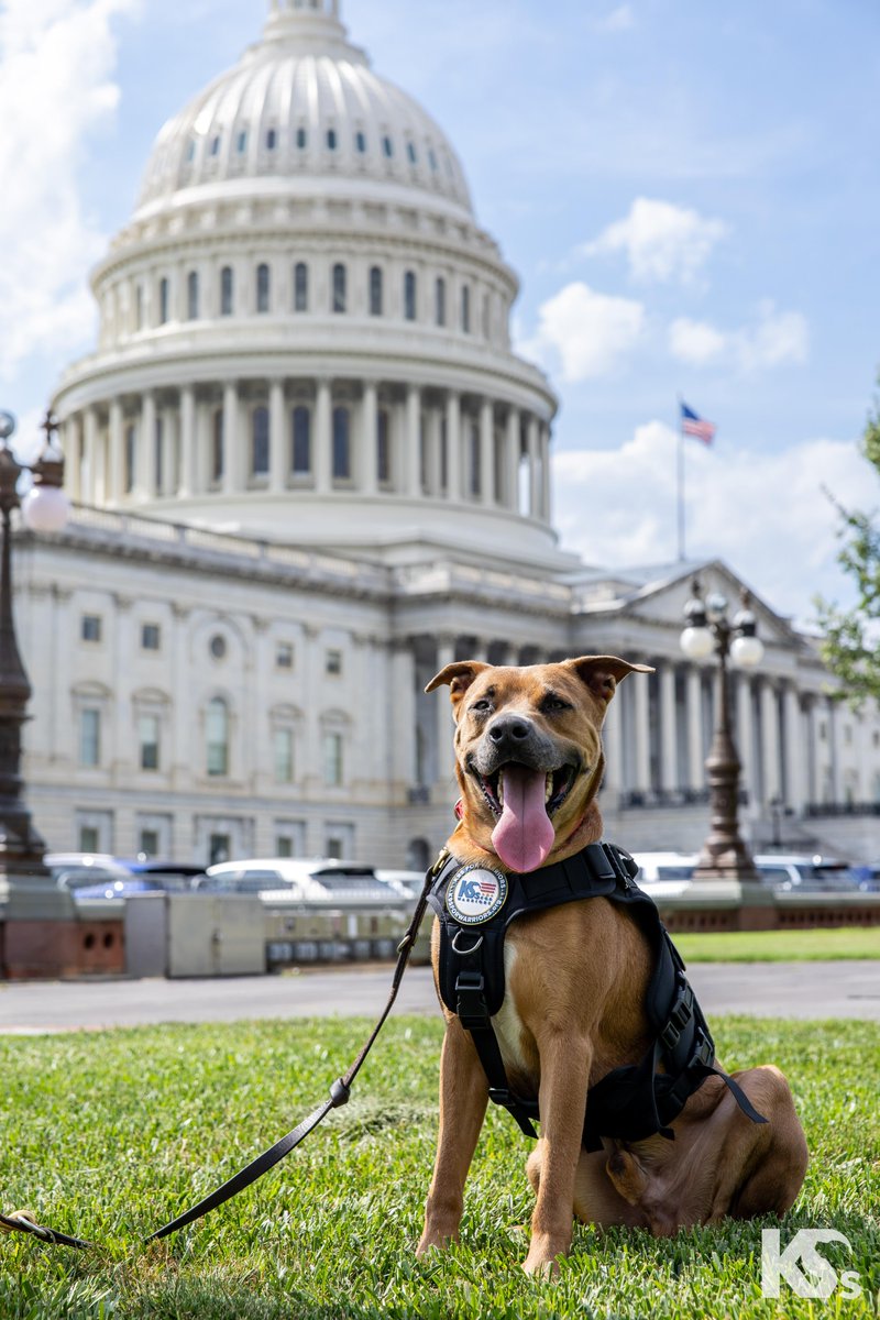 k9sforwarriors's tweet photo. Sit. Stay. 𝙃𝙚𝙖𝙡.

National Service Dog Month is more than a national observance. It’s a time to recognize the life-changing work Service Dogs do every day — 24/7.

Throughout September, we honor their hard work, dedication and the unwavering support they provide to our Veterans.