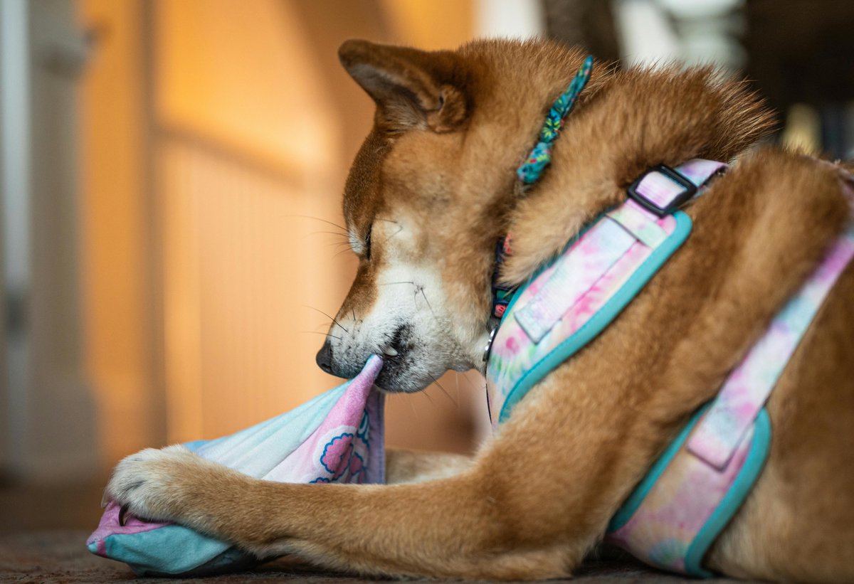 PetSpecialShop's tweet photo. 🐾 Give your furry friend the comfort they deserve! Shop now for cozy, stylish dog beds made for relaxing, napping, and sweet dreams. 🐶💤
https://t.co/kayNJvhcVA
#DogBeds #DogBed #PetBeds #DogComfort #HappyDogs #PetSupplies #DogLovers #SpoiledPups #PetEssentials #ShopNow https://t.co/H42f0MXqz6