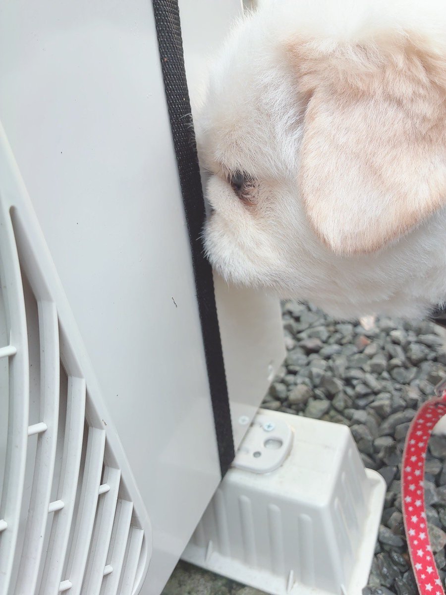 butiito's tweet photo. 朝んぽ出発時
普段気にしない 室外機を 入念にクン活

雨上がり で 野良猫さんが したのか？

帰宅後 しっかり綺麗にふきました！ https://t.co/wjawWrYSaI