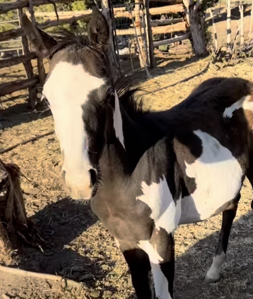 samanthuston's tweet photo. Lil gift headed to Utah for baby colt Cruz 🍎 being raised and trained at home to be a fearless and gentle family horse #oldways https://t.co/QXQOL1QA37