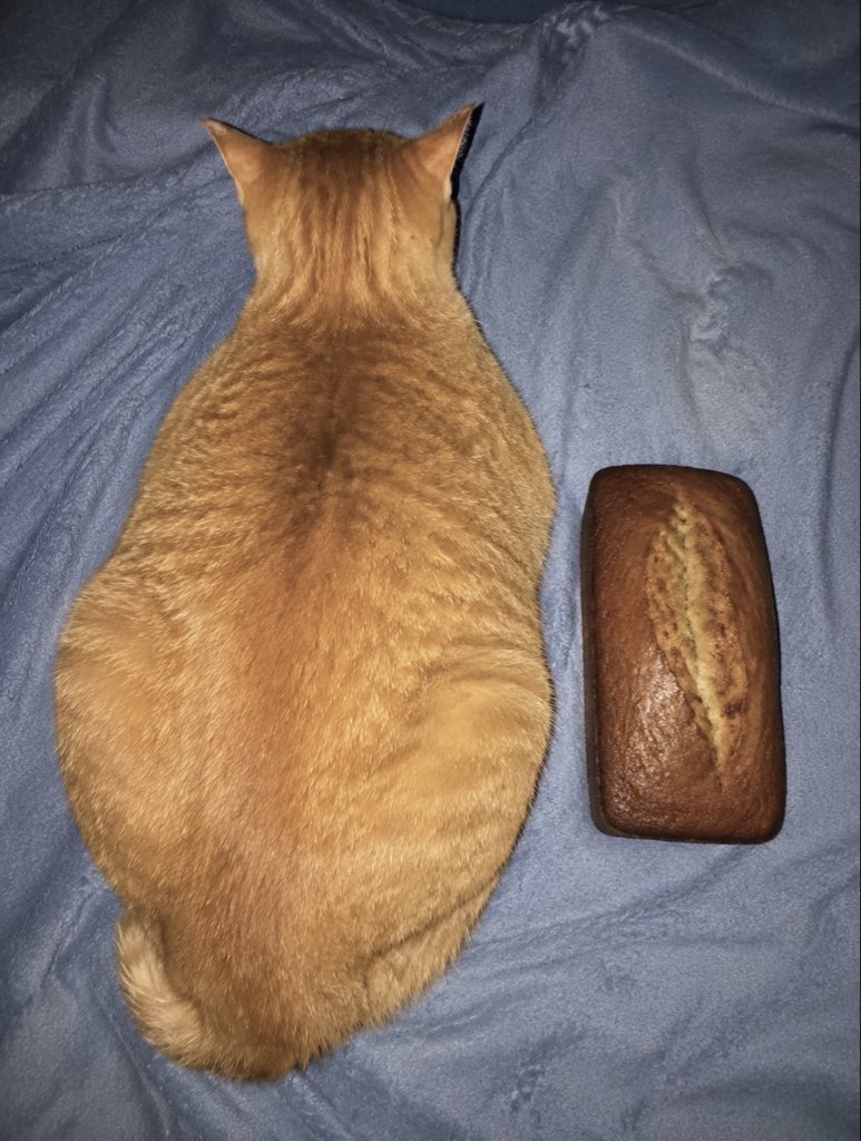 hardcatmemes's tweet photo. He grew up https://t.co/i7OFNGafNR