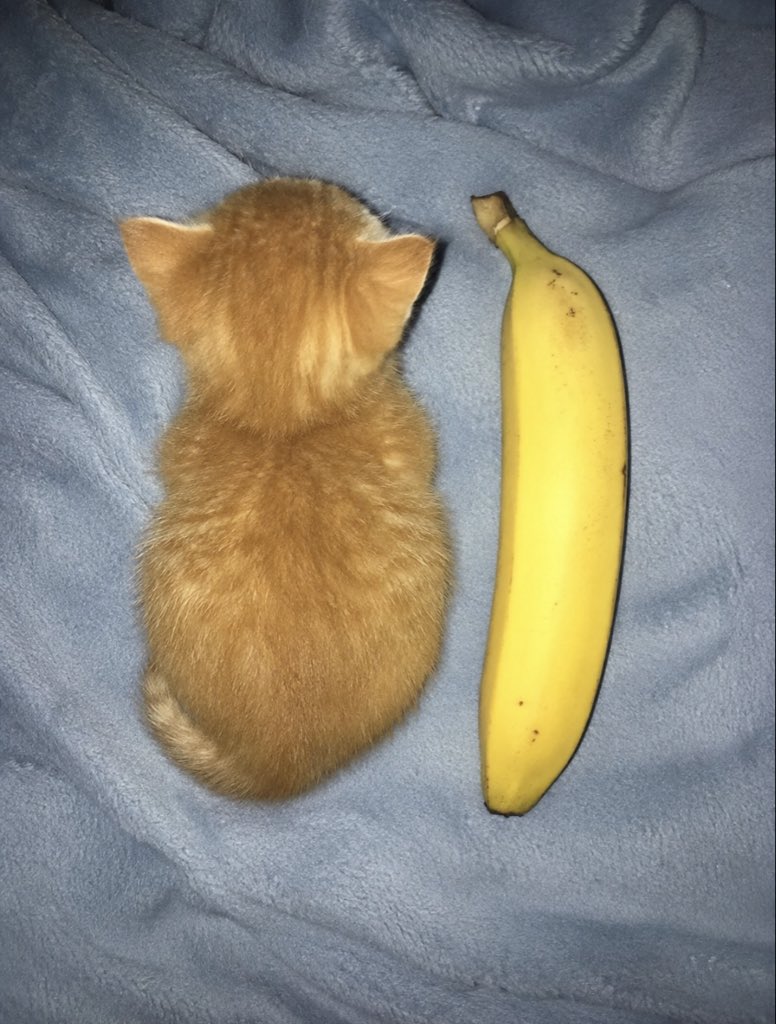 hardcatmemes's tweet photo. He grew up https://t.co/i7OFNGafNR