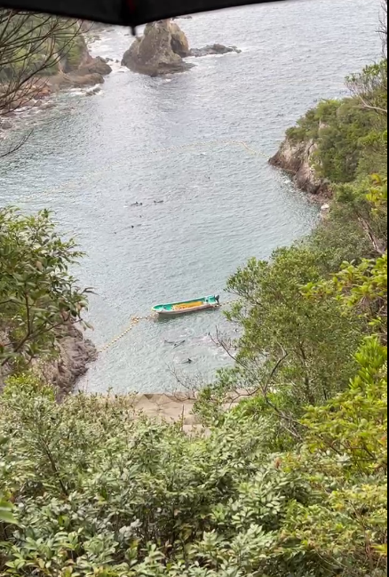 lyingBOTShm0c's tweet photo. #TaijiCoveJAPAN🔴: Looks like the Thugs are taking a break from their brutal efforts, after taking another 4 #Captives out of the huge pod of #BottlenoseDolphins (11 taken Yesterday) 🐬🐬😢but this is a lengthy process...💔 Season runs Sept 1-March 1 🇯🇵https://t.co/qg3xFW3UvZ https://t.co/htL7oNz2GQ