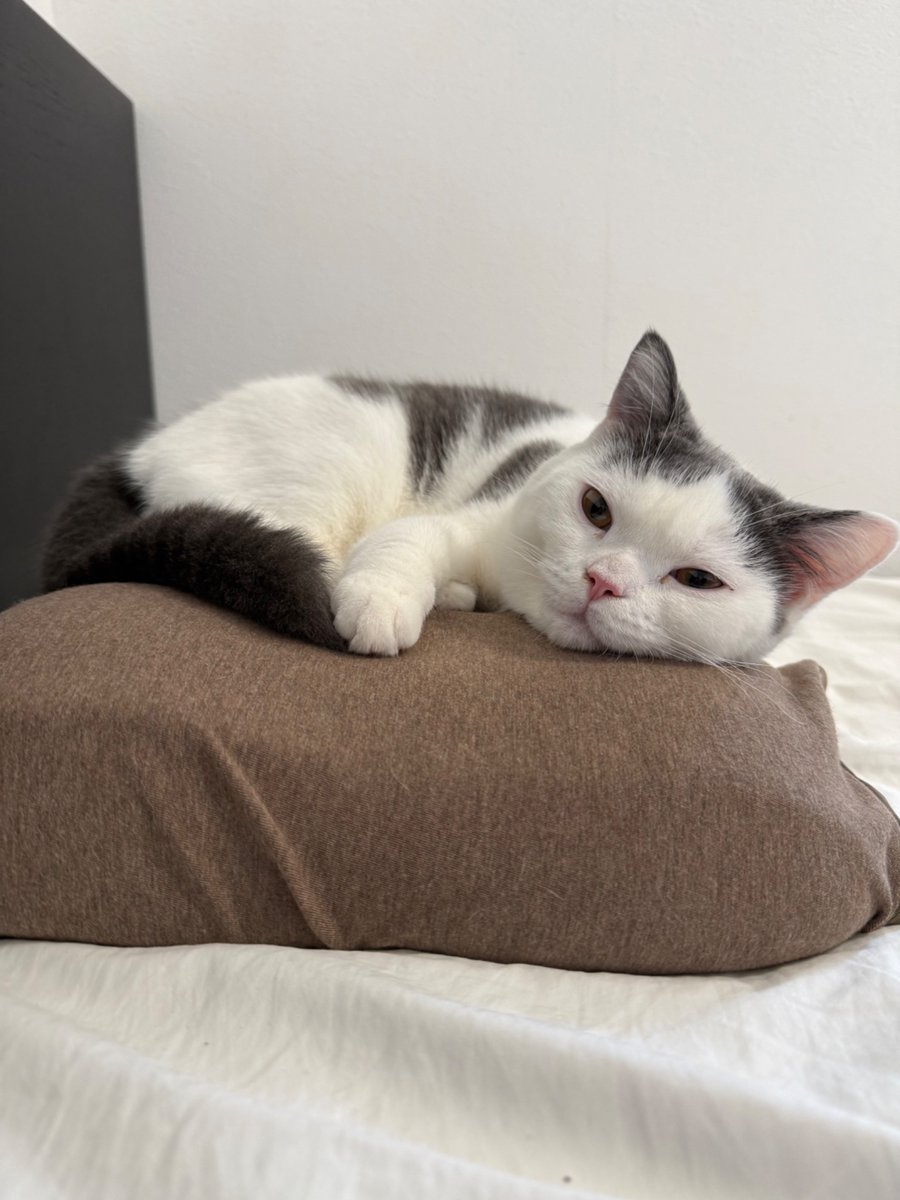 ldToTbl's tweet photo. もう寝るんでのいてもらえます？
#ブリティッシュショートヘア #猫のいる暮らし #ねこすたぐらむ #cat #猫 https://t.co/3obdqwpCYe