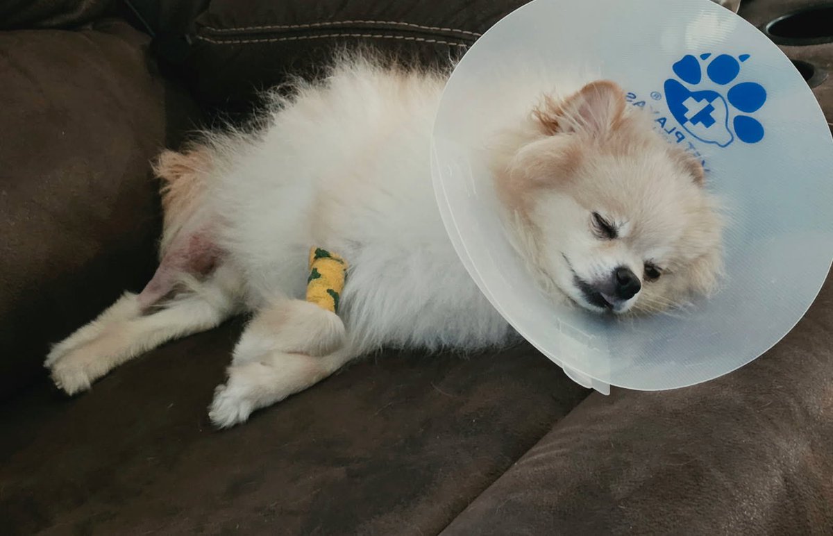 JohnKobyltRadio's tweet photo. Tune in at 3:50p as Producer @raylopez640 will be on to give an update on his dog Rocco after Rocco’s surgery! If you’re able to help Ray out you can donate to his GoFundMe right here! @KFIAM640 

https://t.co/lOmltoDuwW https://t.co/6sXISp46cz