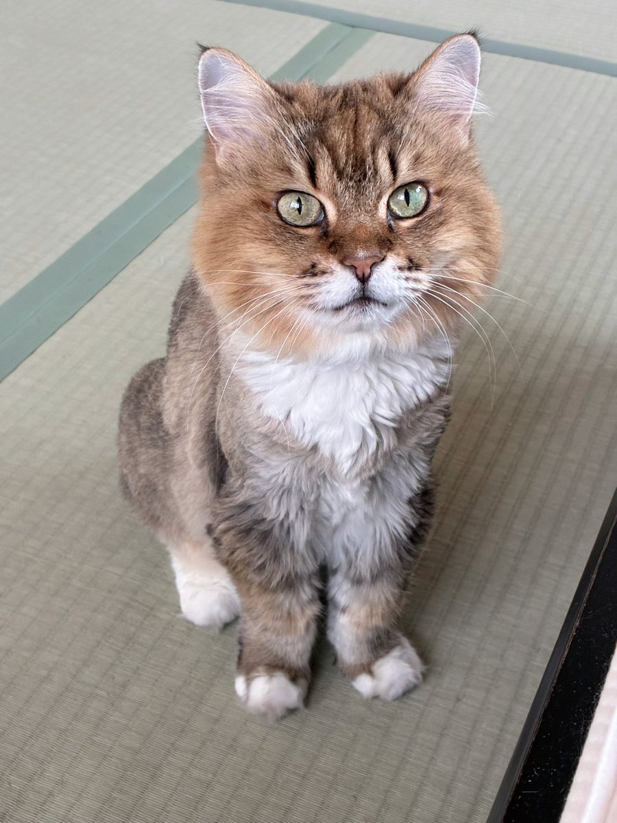 kcy_kitty's tweet photo. おはようニャ🐈🐾

#cat #猫 #猫部 #ミミ #愛猫ミミ 🐈🐾 #サマーカット ✂️🦁 https://t.co/330diZDWYz