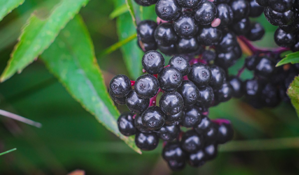 SamaritanMin's tweet photo. Looking for a natural remedy to help fight off sickness? Consider elderberries.  

These small berries are known for their high antioxidants, anti-inflammatory, and antiviral properties. Learn more about the potential risks before using.  

👉 https://t.co/EESlJY5L0w https://t.co/cUaLyckp4c