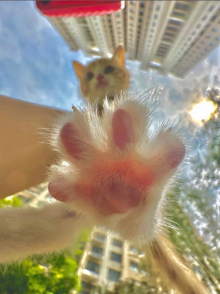 Catsillyness's tweet photo. Beans https://t.co/h6EU2iW0x4