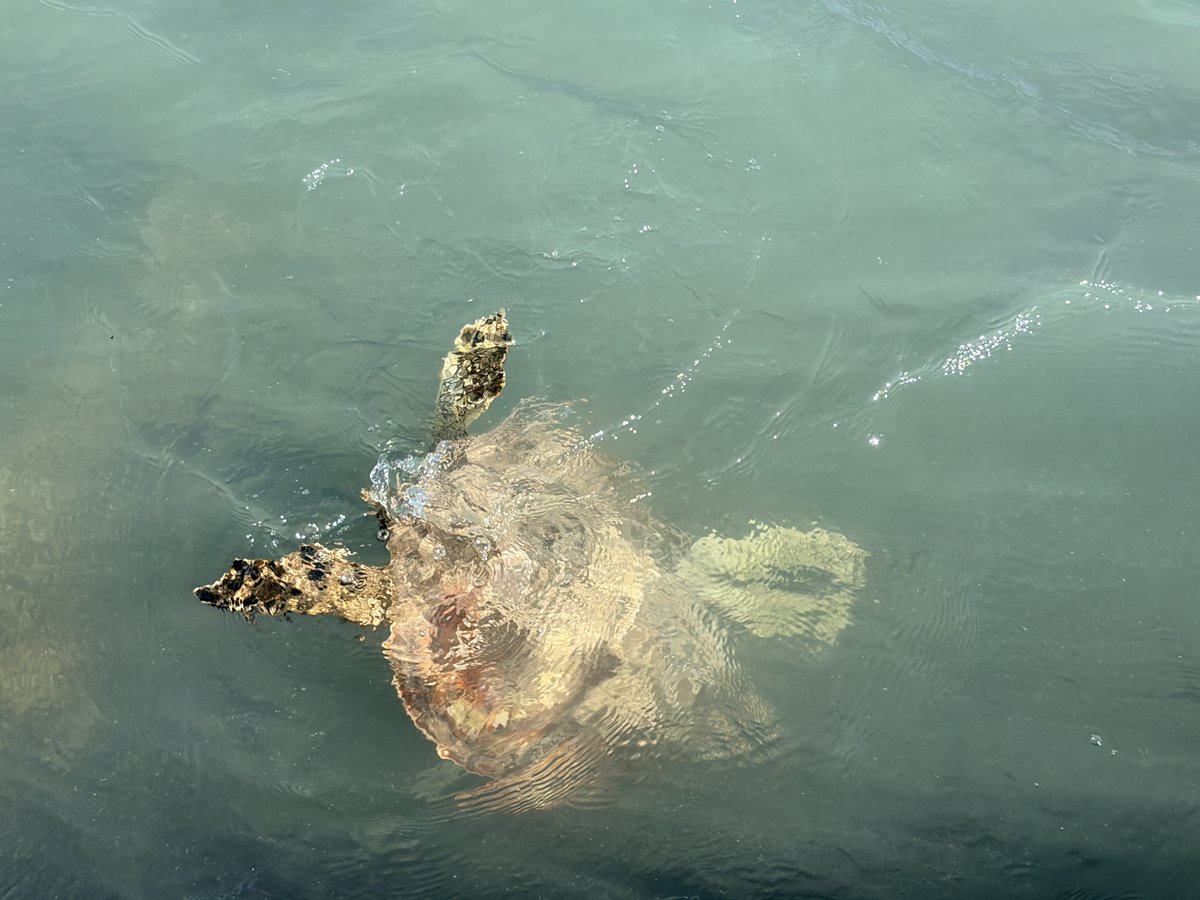 MoTeMiandMe's tweet photo. 🐢
Waikiki Beachでお散歩中のHonuを発見🐢✨

ハワイの海で出会える幸運😊🌊🌴 https://t.co/7StPg0GduQ