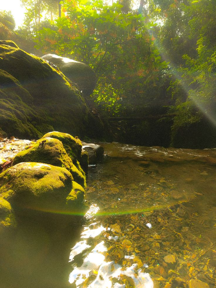 greenvibe's tweet photo. a kiss from the forest https://t.co/A4VUkoJTAR