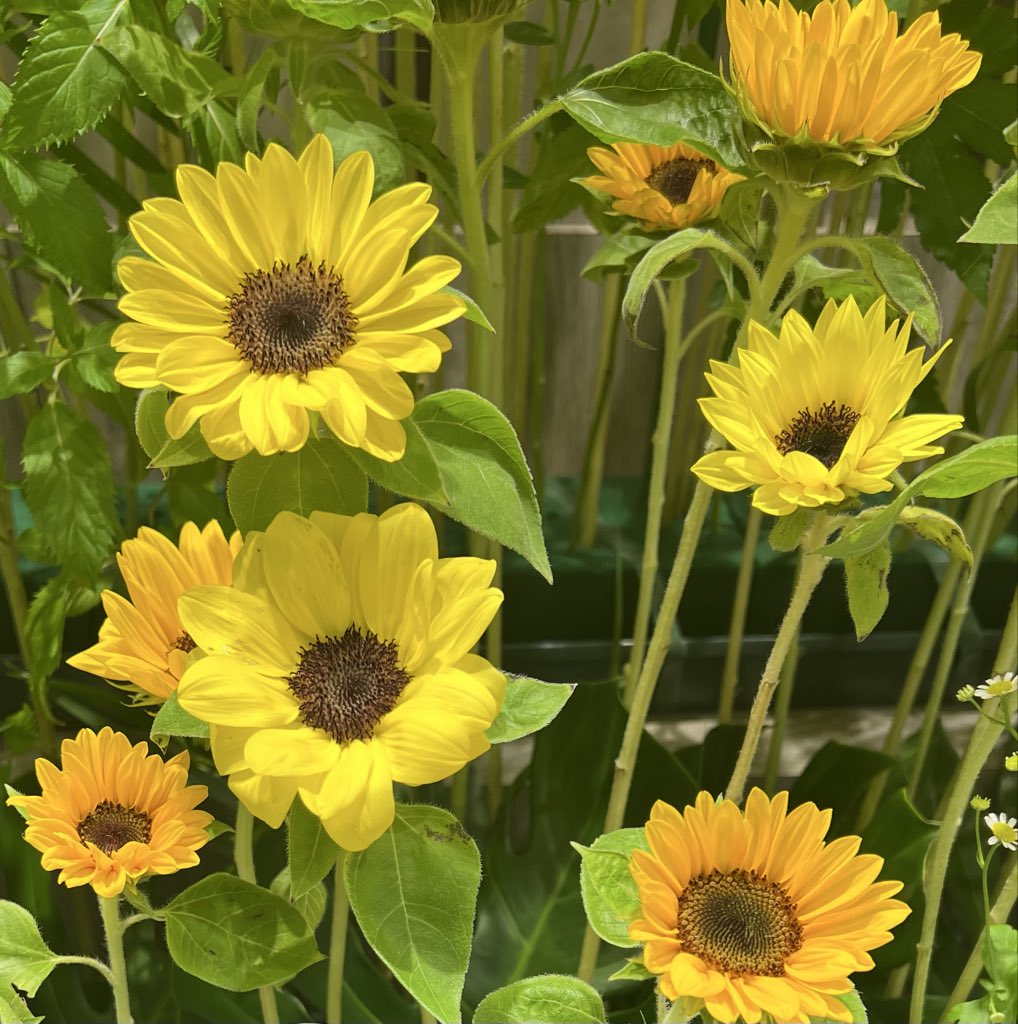 edsupport_chiba's tweet photo. 千葉県摂食障害治療支援拠点病院は千葉県にお住まいの方からのご相談をお受けしています。

受付時間：
月・金曜日 :  9時〜15時

⭐︎水曜日 : 10時〜15時

TEL : 047-375-4792
E-mail : edsupport-chiba@jihs.go.jp

#摂食障害
#摂食症 https://t.co/MJVhbI9twm