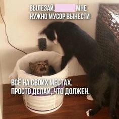bathfullofglass's tweet photo. ну я отпускаю пониже, чтобы гремело меньше, и ухаю весь мусор в бак. вместе с контейнером. тихо матерюсь. бак мне по грудь где-то. пришлось нырять в него почти целиком. достать достала, но вайб был какой-то такой https://t.co/tKLXuShoeq