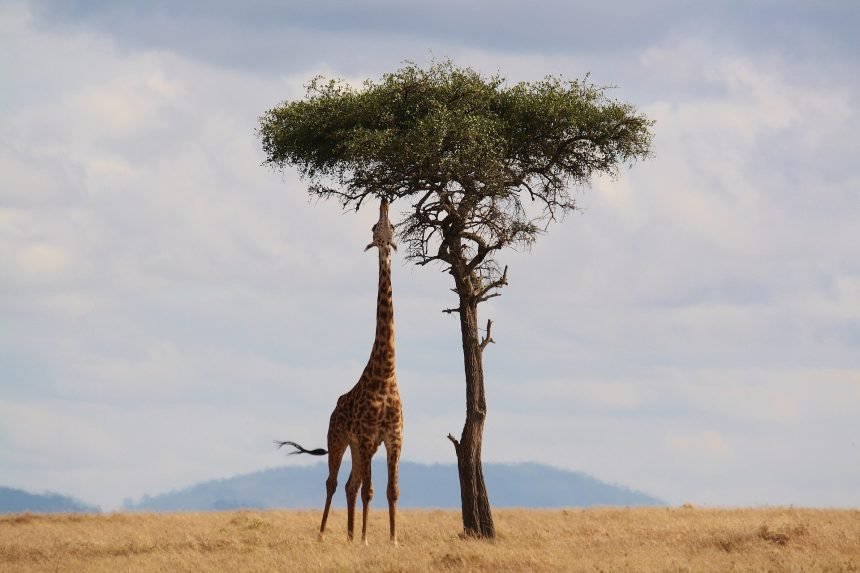 soTT6FyARz7Cvlq's tweet photo. #クイズガイタツロウ
先週は🇰🇪ケニア と 🇪🇹エチオピアに行ってきました、海外に日本の伝統文化を伝える目的で
#OTAMATSURI 年々開催規模が大きくなっていました
#あいよ! #PERFECT
Q:ケニアの首都は #ナイロビ 、正式にはエンカレナイロビという、〇〇の場所という意味?
A:人の集まる
#シャカリキ https://t.co/LZlzPUnthP
