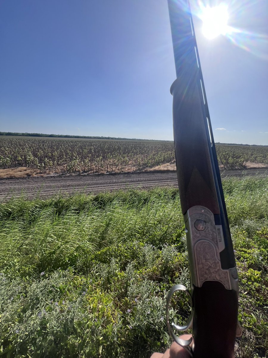 btwissed's tweet photo. Dove season should be national holiday. https://t.co/VNB0rgDWpG