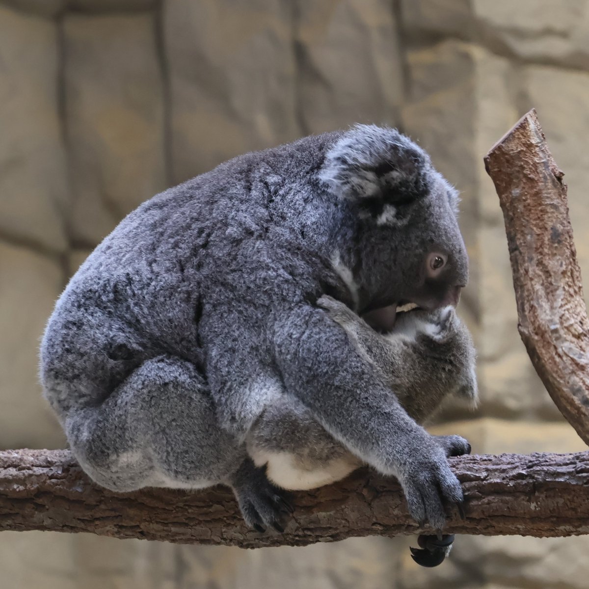 cotohal_mama's tweet photo. 食べちゃいたいくらいカワイイ子？

#りん #りん仔
#東山動植物園
#コアラ
撮影：2026.8 https://t.co/aVPkEFmn8L
