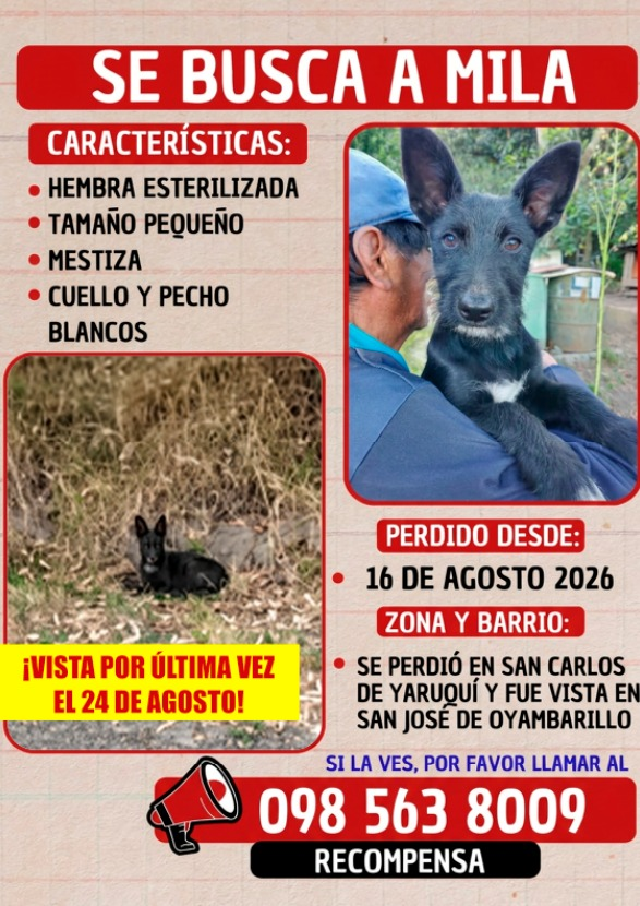 ByronJavier_md's tweet photo. Su ayuda compartiendo se perdio en #Quito necesita medicamentos Urgentemente. su ayuda con #RT #AlertaMePerdí #Perdido #PerritoPerdido #AyudaSocial #ayuda #mascotaperdida #rescateanimal https://t.co/kF2ba7ivse