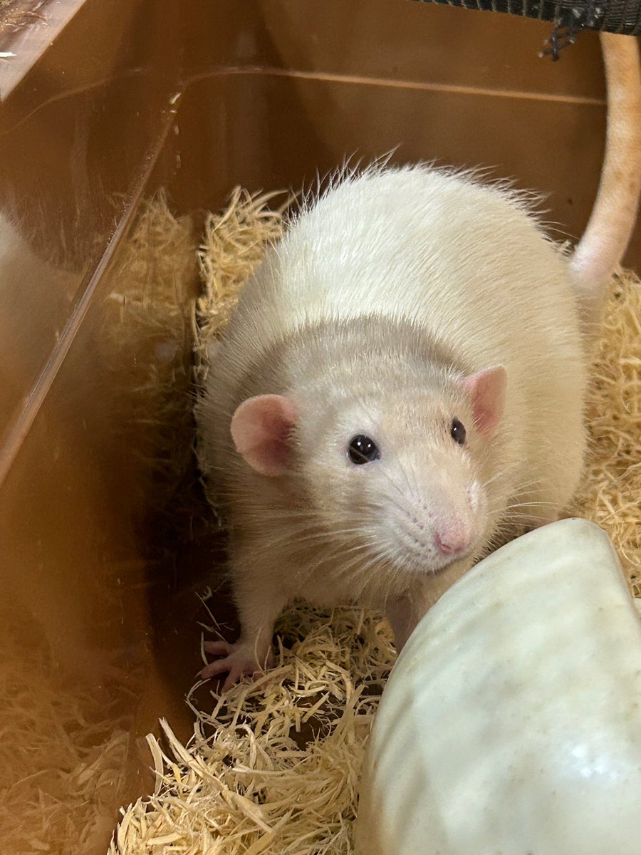 hizakozo_rat's tweet photo. ンチきばり顔 https://t.co/LsC9Ubq3v5