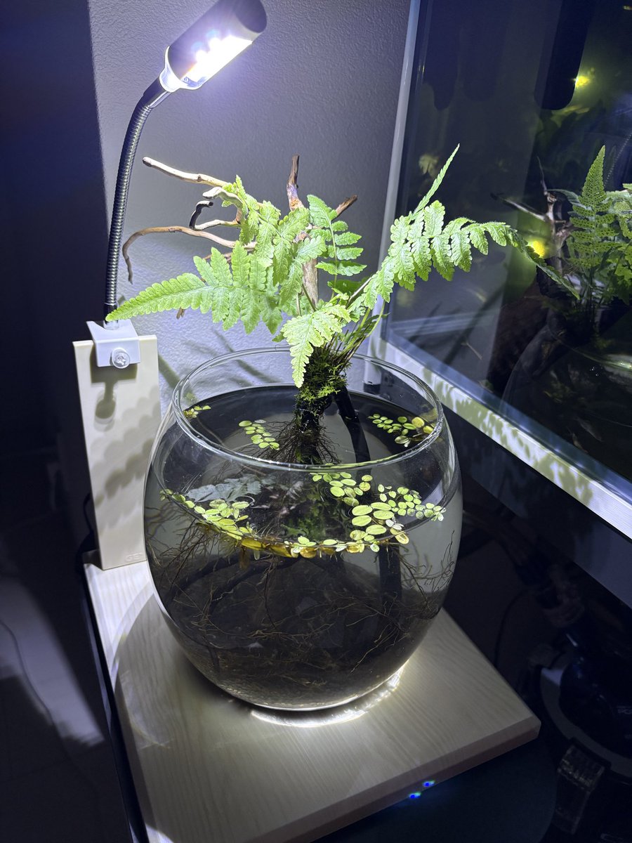moonlight8190's tweet photo. ベタ用水槽
#ワイルドベタ
#wildbetta https://t.co/X372vUv35A
