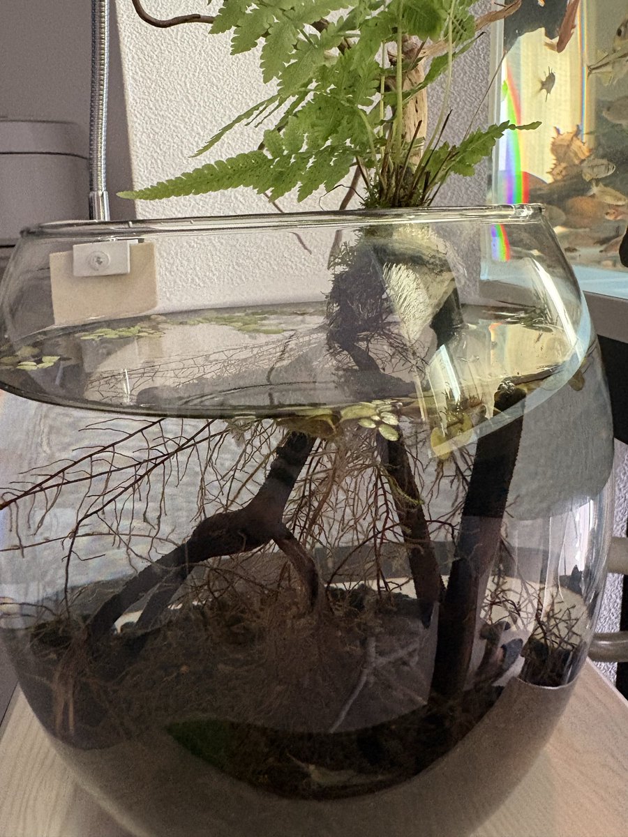 moonlight8190's tweet photo. ベタ用水槽
#ワイルドベタ
#wildbetta https://t.co/X372vUv35A