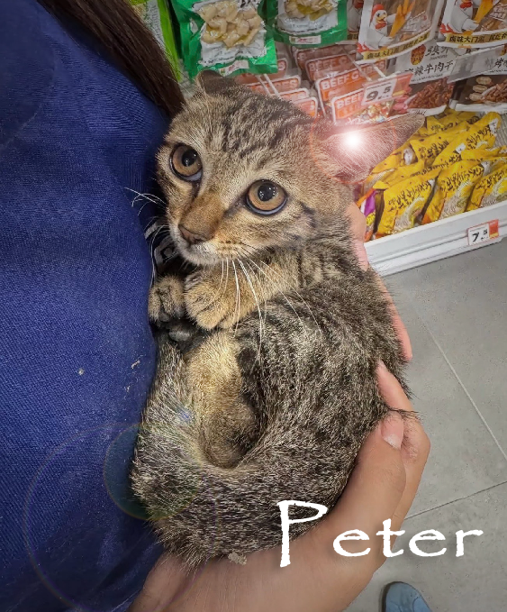 MuteExeDev's tweet photo. @depressionlesss This is your cat if they were peter: https://t.co/hvcDhOT7jv