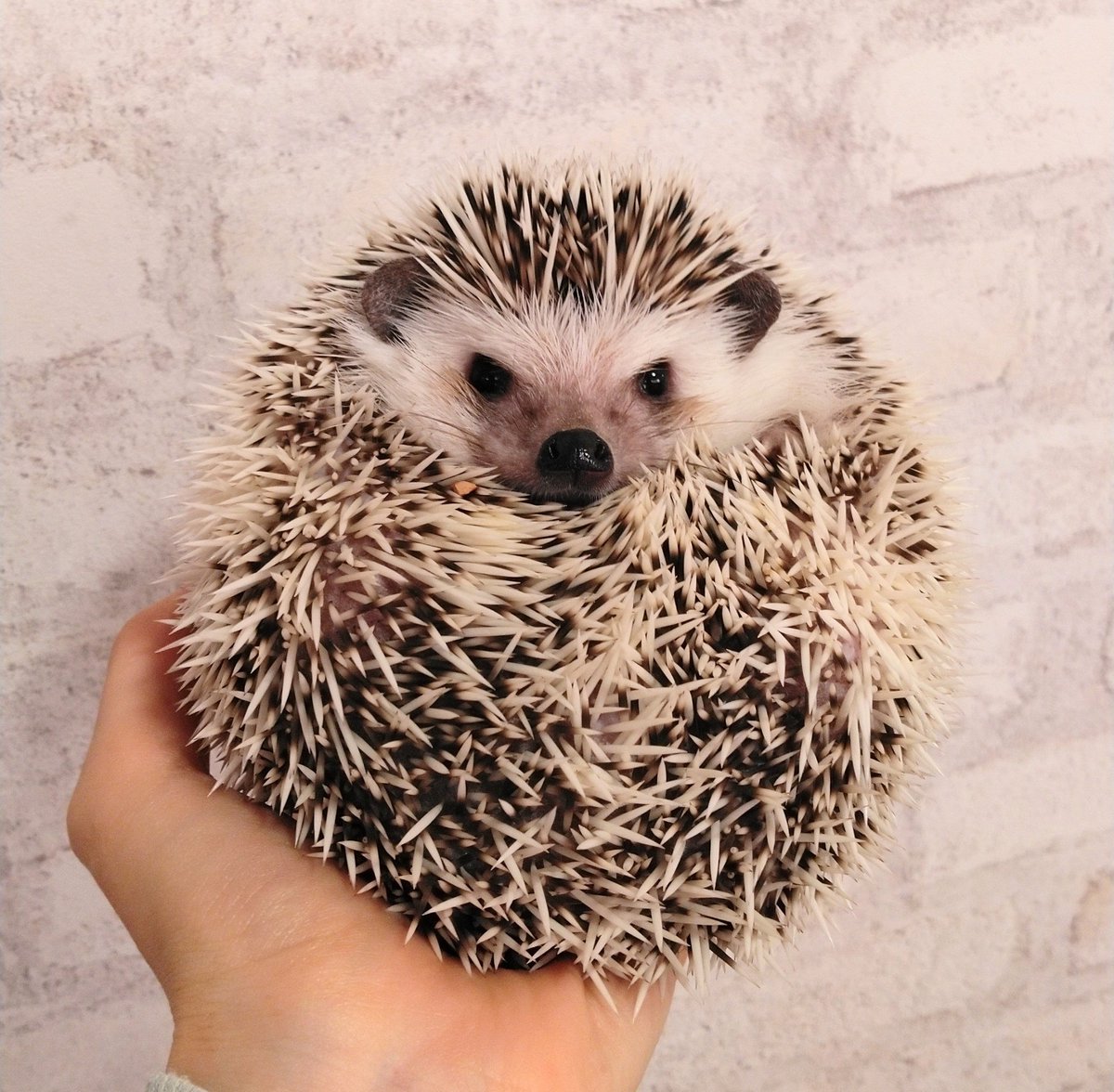 ハリネズミ専門カフェ HARRY WOOD(ハリーウッド) 名古屋栄店 on X