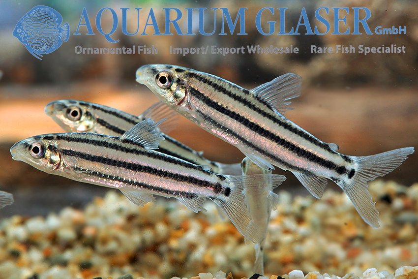 aquariumglaser's tweet photo. #Hypomasticus #despaxi (= #Leporinus d.)
find more details and pics @ https://t.co/P8AQWJU3aP https://t.co/Ar7GlM4qtQ