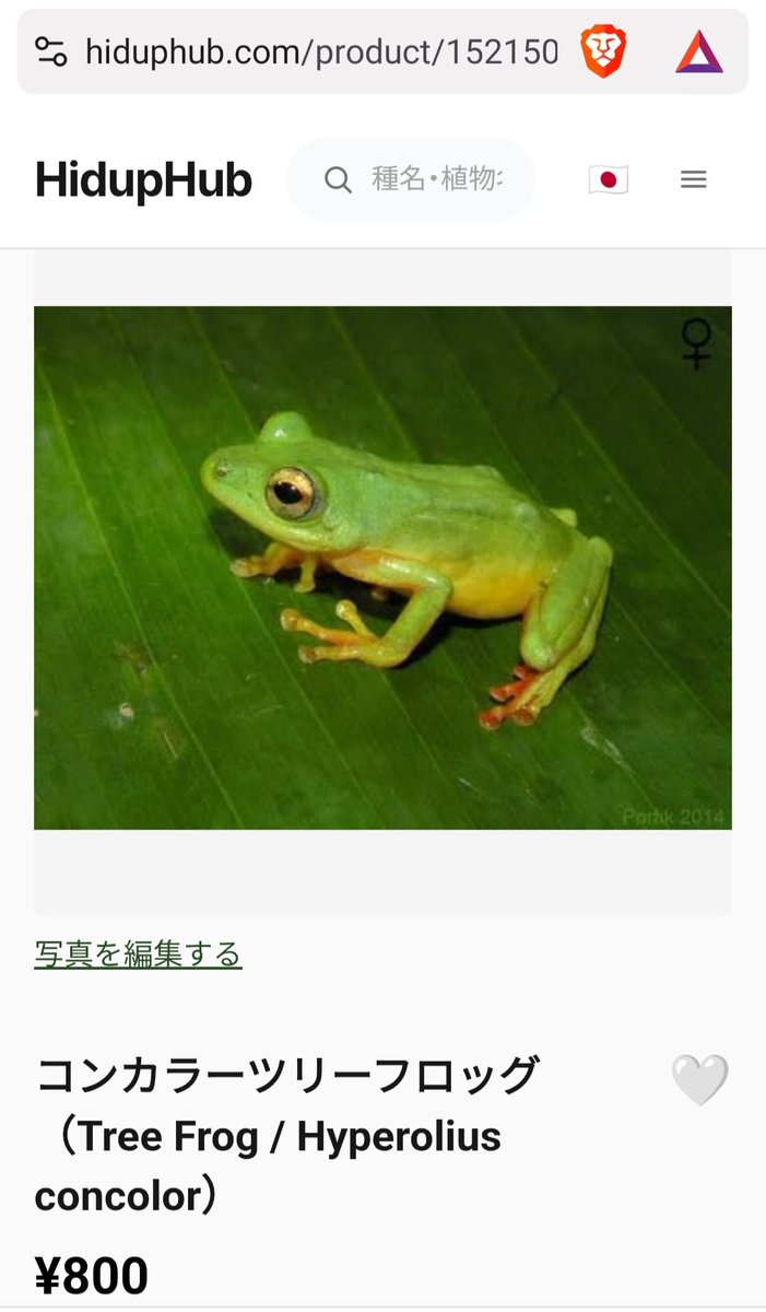 Hiduphub's tweet photo. Kodjo Kaya Batoma様よりコンカラーツリーフロッグ（Tree Frog / Hyperolius concolor）が出品されました！

#両生類 #カエル https://t.co/Q6q8mQ2BZJ