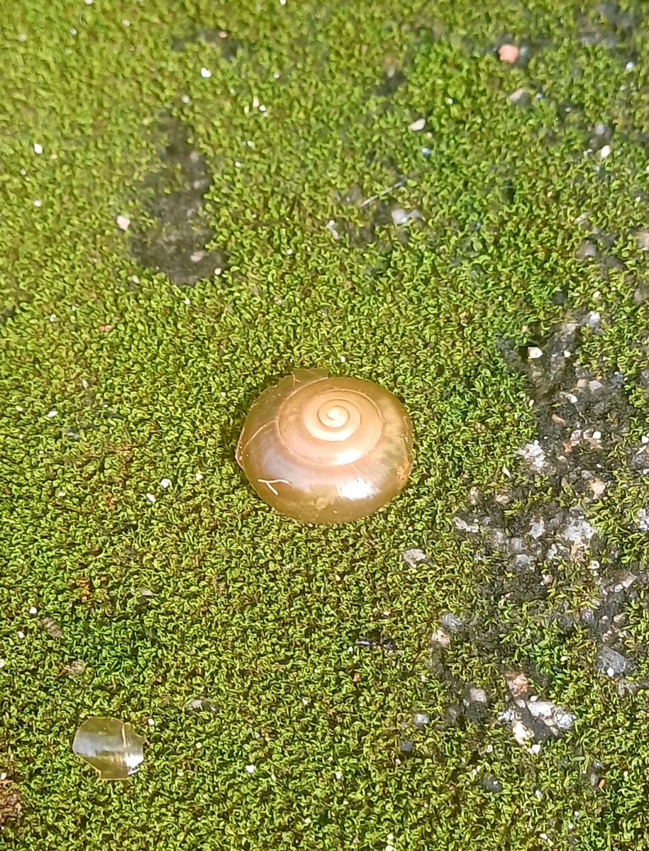 KaranMinz's tweet photo. #ranchi after prolonged rain: algae takes over the damp surfaces, and snails soon follow. A tiny ecosystem hiding in plain sight. 🌧️🐌🌿 #home #nature #ecosystem #rain #snail #environment #x #tweet https://t.co/op4opRKAHt