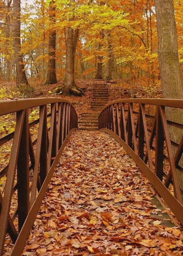 NaturalWorld515's tweet photo. 🍂 🍁🍁🍁🍂🍂 https://t.co/8l3et0Vulf