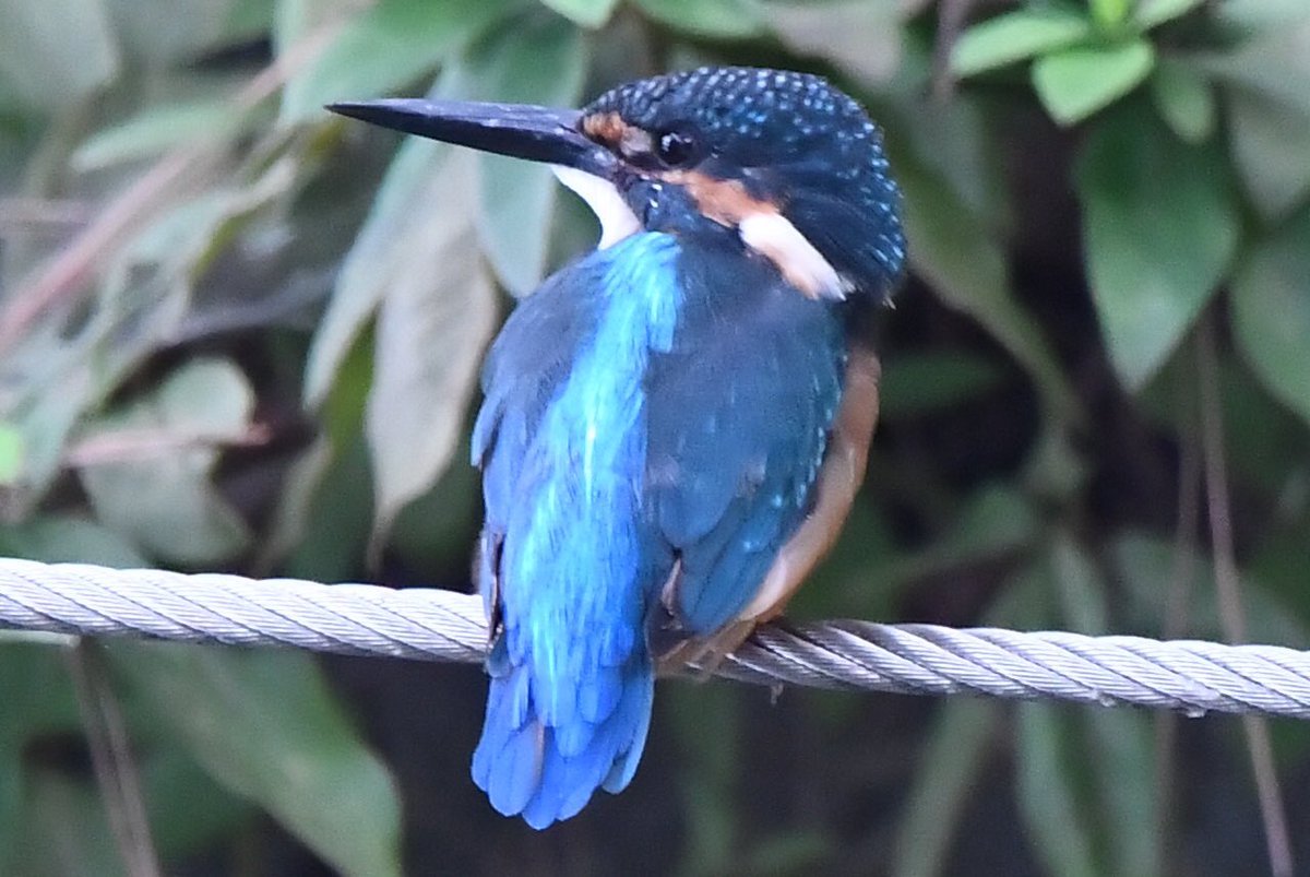 NTvamp's tweet photo. カワセミnow!
#カワセミ #翡翠 #kingfisher #野鳥 #小鳥 https://t.co/WNZglasIgQ