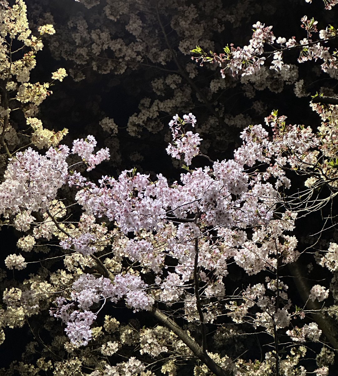 itsyourday99's tweet photo. 💐📷 https://t.co/kyJA9Z5bKW