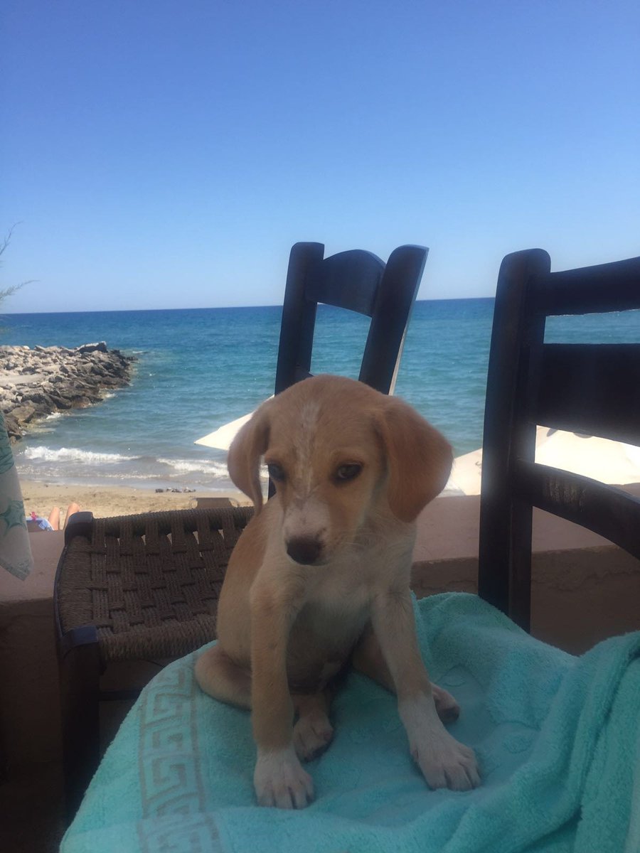DogsLifeHQ's tweet photo. Every dog has a story. 🐾

👉Read our story:
👉https://t.co/7dNJgqS402

#ItsADogsLife #DogRescue #RescueDog #RescueDogs #DogLovers #DogOwners #DogLife #DogWellbeing #Crete #CreteGreece #Greece #GreekIslands #AdoptDontShop #RescueDogStory #DogsOfGreece #DogsOfCrete https://t.co/ynIRpuuaGZ