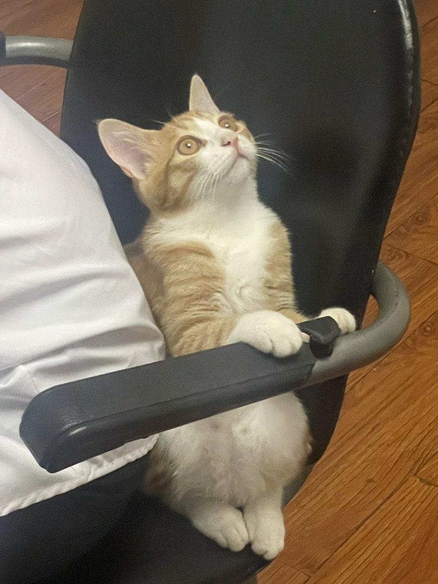 decade197's tweet photo. 今天分享小猫～ https://t.co/qKVnHb1ADO