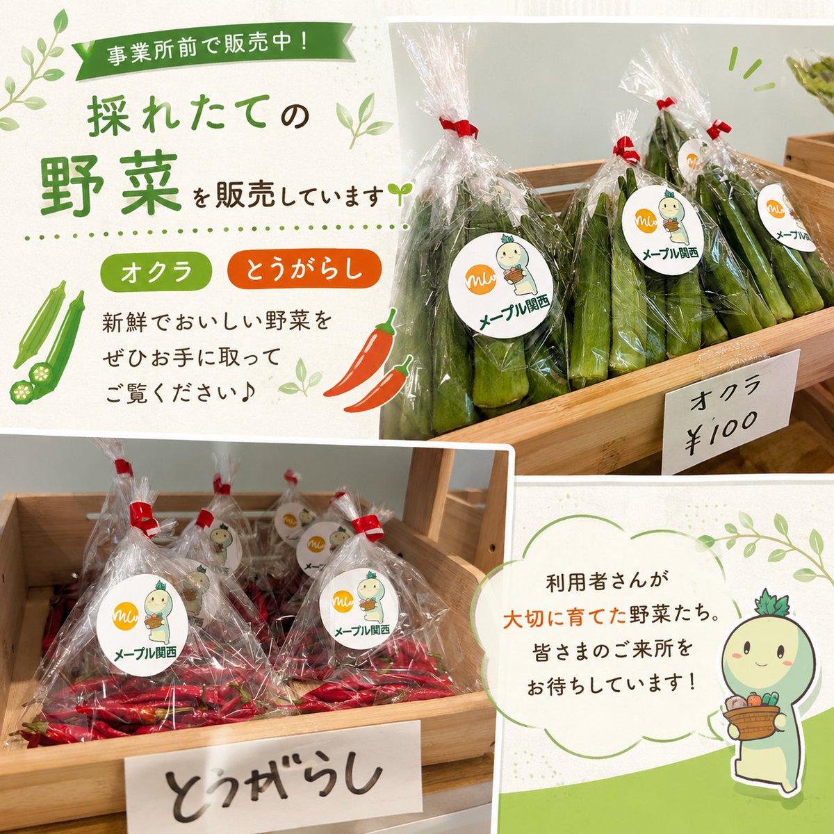 aiot_flower's tweet photo. 🌱採れたて野菜、販売中です！🌱

メープル関西の事業所前で、利用者さんが大切に育てたオクラ・とうがらしを販売しています😊
お近くにお越しの際は、ぜひお立ち寄りください♪
#メープル関西 #野菜販売 #オクラ #とうがらし #採れたて野菜 https://t.co/IoMbuuaKG7