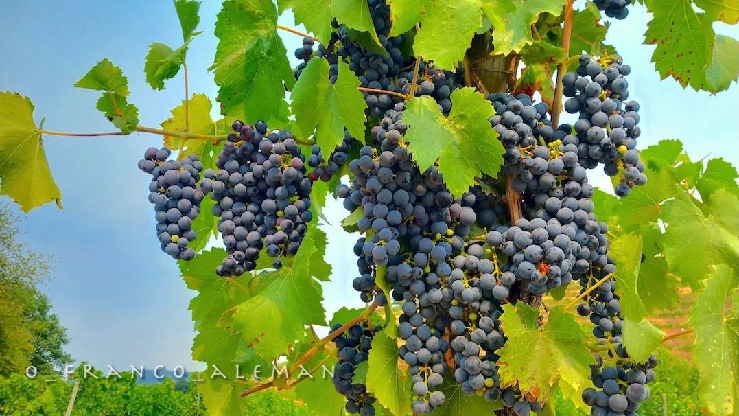o_franco_aleman's tweet photo. bonne journée! 😀

buongiorno! 🙏

#wednesdaymotivation #mercredi #Mittwoch #FelizMiércoles #raisins #grapes https://t.co/mAlqpL0dBb