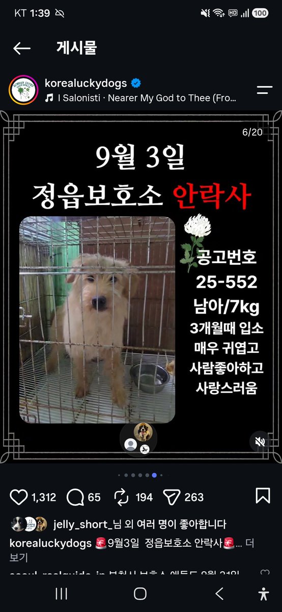animalrtaccount's tweet photo. 9/3 정읍보호소 안락사
입양문의 063-535-6295
혹은 카톡채널 Korealuckydog
안락사아이들 일시후원
농협 351 1372 1862 63 https://t.co/44r4Ob78Lh