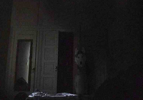 ZalgoHellium777's tweet photo. I woke up to a dog sitting in front of my bed, I don’t have a dog. It must be a dream so I smiled at the cute dog.

It smiled back. https://t.co/WRuAeGWMbG